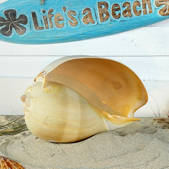 melon natural shell