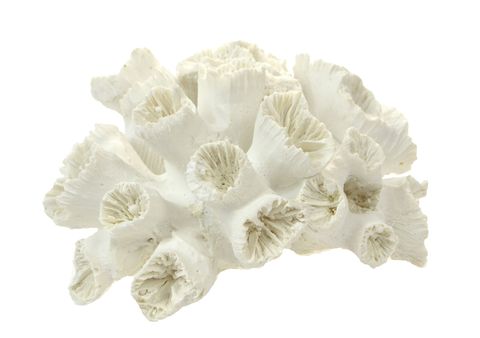 white poly stony coral